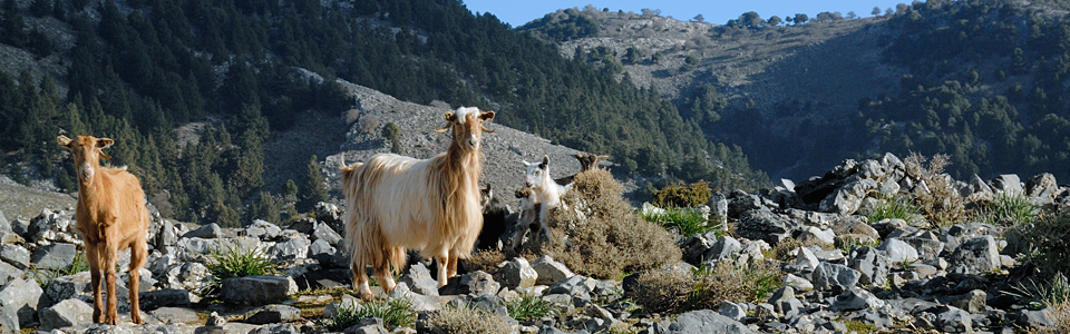 Goats in the hills